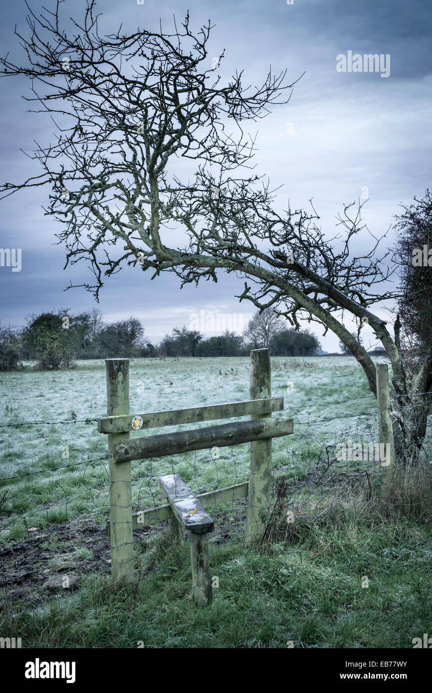 Ein Wetter geschlagen Baum beugt sich über einen Stil, der zu einem frostigen Feld in Gloucestershire führt. Stockfoto