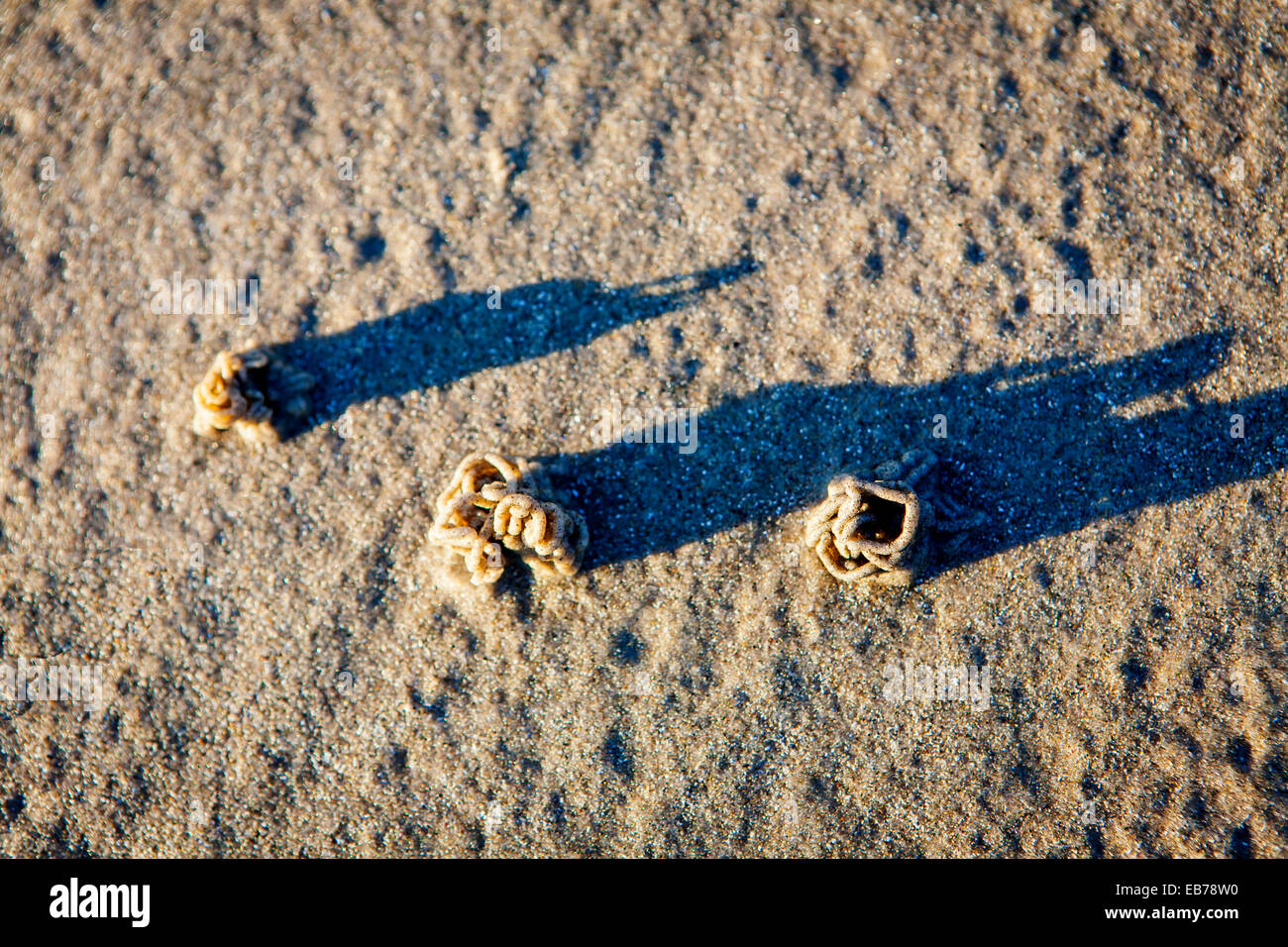 Worm Casts an einem Strand mit langen Abend Schatten Stockfoto