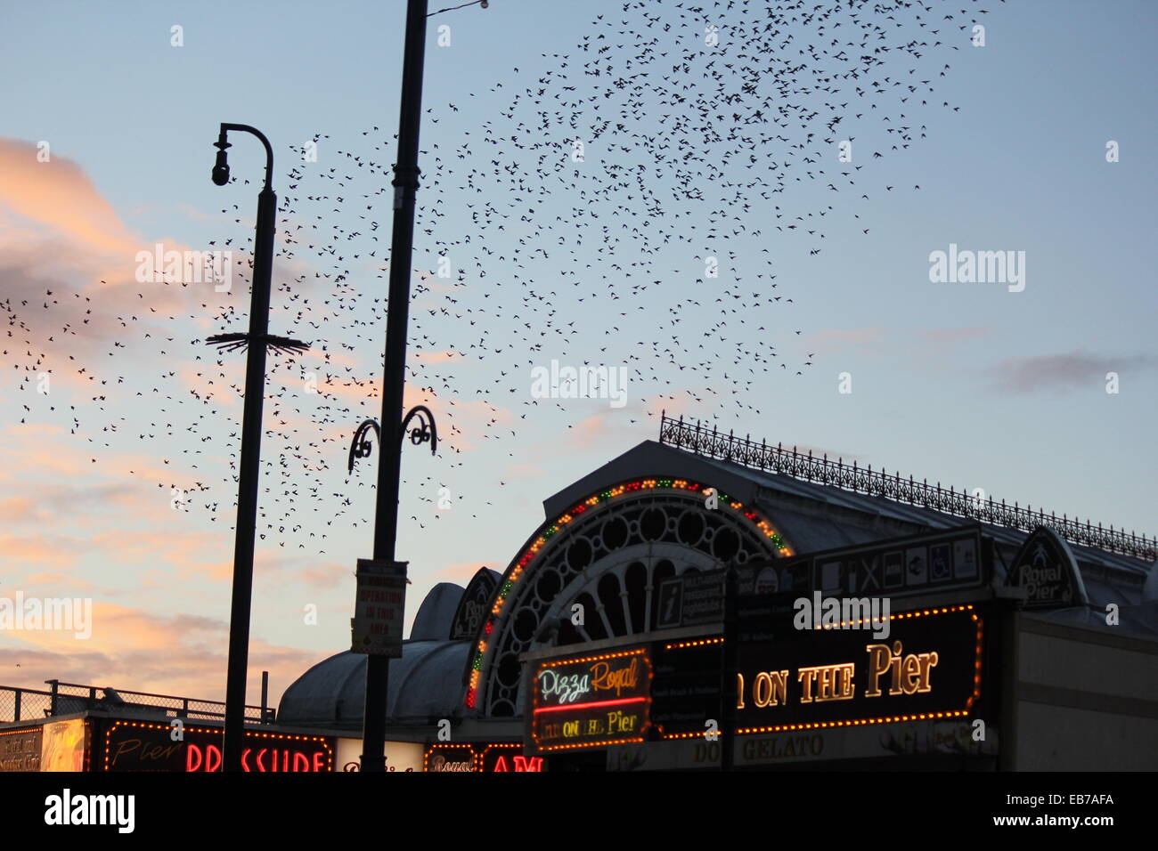 Aberystwyth, Wales. Ein Murmuration der Stare zurück Roost auf der Mole bei Sonnenuntergang. Stockfoto