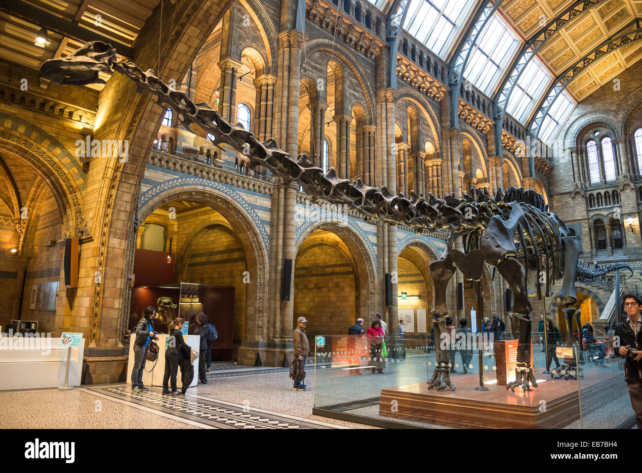 Natural History Museum Haupthalle mit Diplodocus-Skelett, South Kensington SW7, London, England, UK Stockfoto
