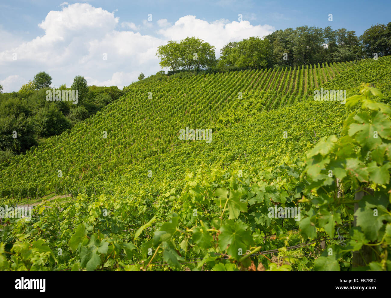 Weinberg auf Hügel in Nordrhein-Westfalen, Deutschland Stockfoto