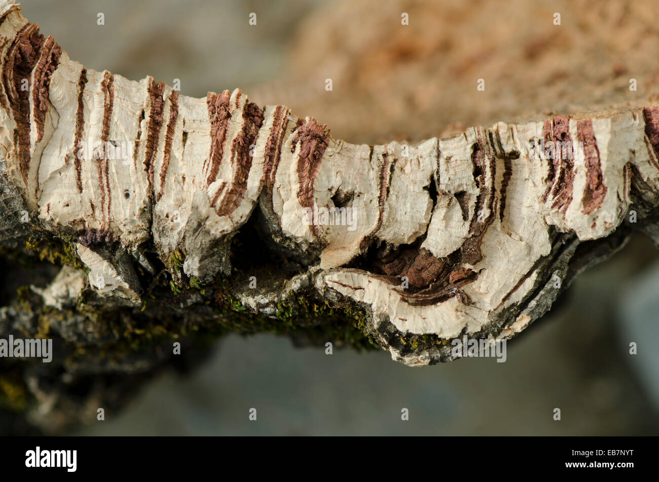 Seite des abisolierten Korkeiche Rinde im Wald, Quercus Suber. Andalusien, Spanien. Stockfoto