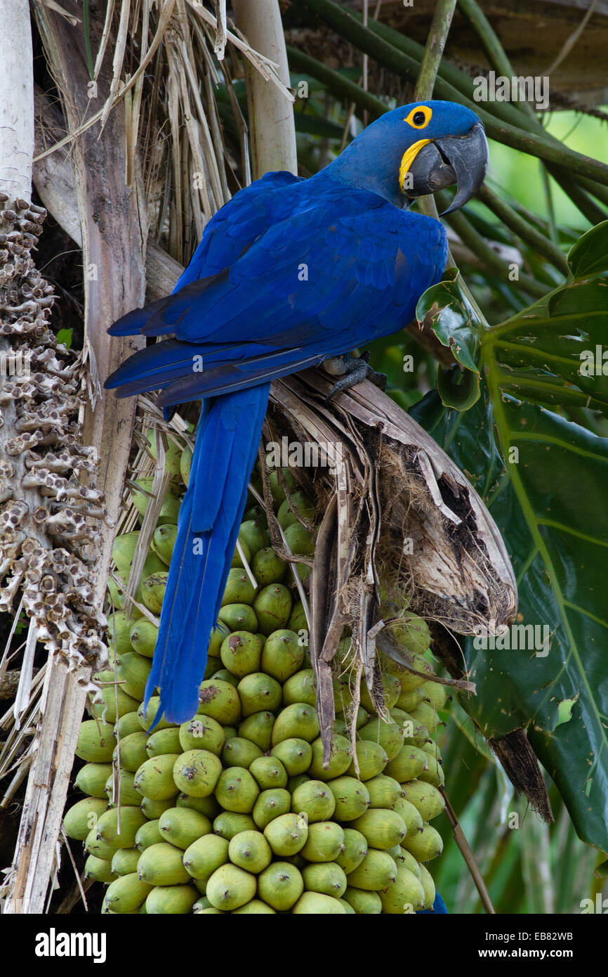 Hyazinth-Ara (Anodorhynchus Hyacinthinus) Fütterung auf Palm Nuts, Pantanal, Bundesstaat Mato Grosso, Brasilien Stockfoto