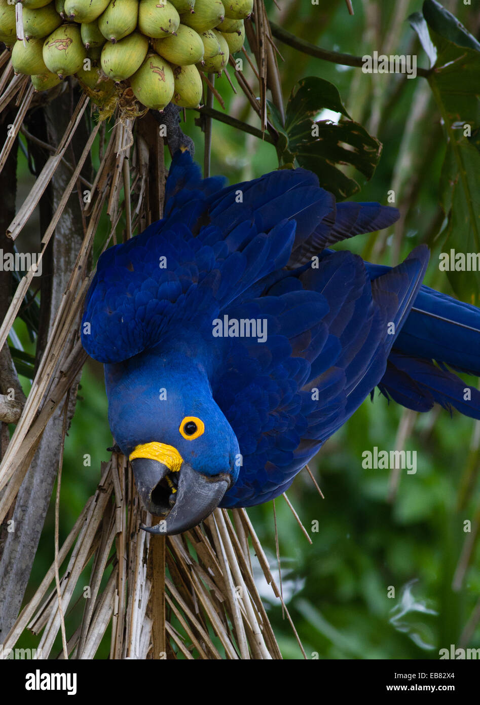Hyazinth-Ara (Anodorhynchus Hyacinthinus) Fütterung auf Palm Nuts, Pantanal, Bundesstaat Mato Grosso, Brasilien Stockfoto