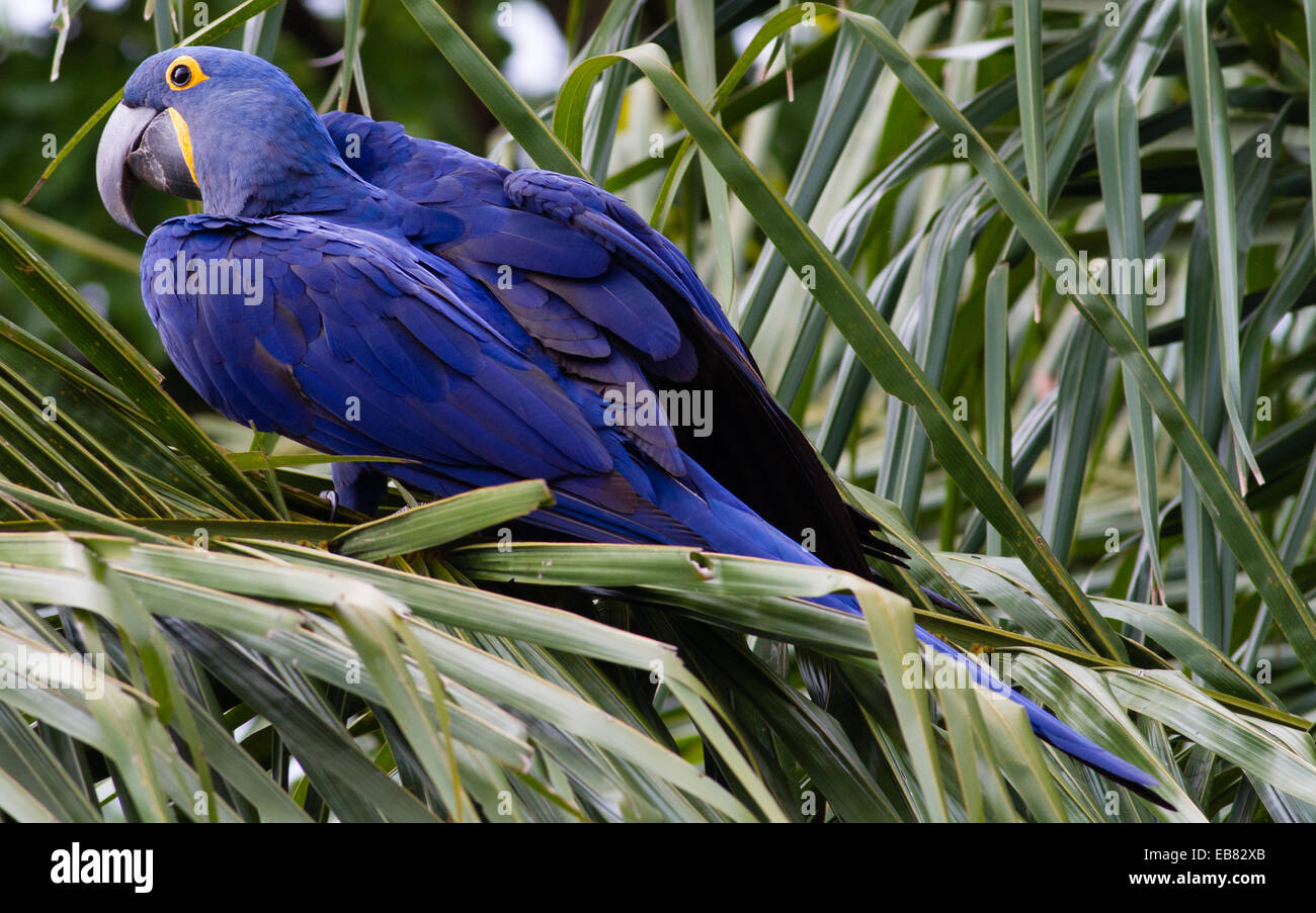 Hyazinth-Ara (Anodorhynchus Hyacinthinus) Fütterung auf Palm Nuts, Pantanal, Bundesstaat Mato Grosso, Brasilien Stockfoto