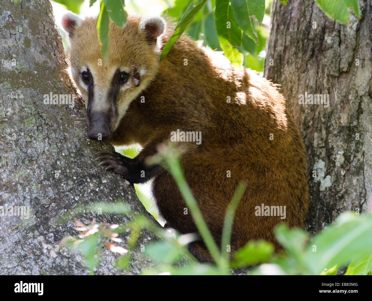 N nasua Stockfotos und bilder Kaufen Alamy