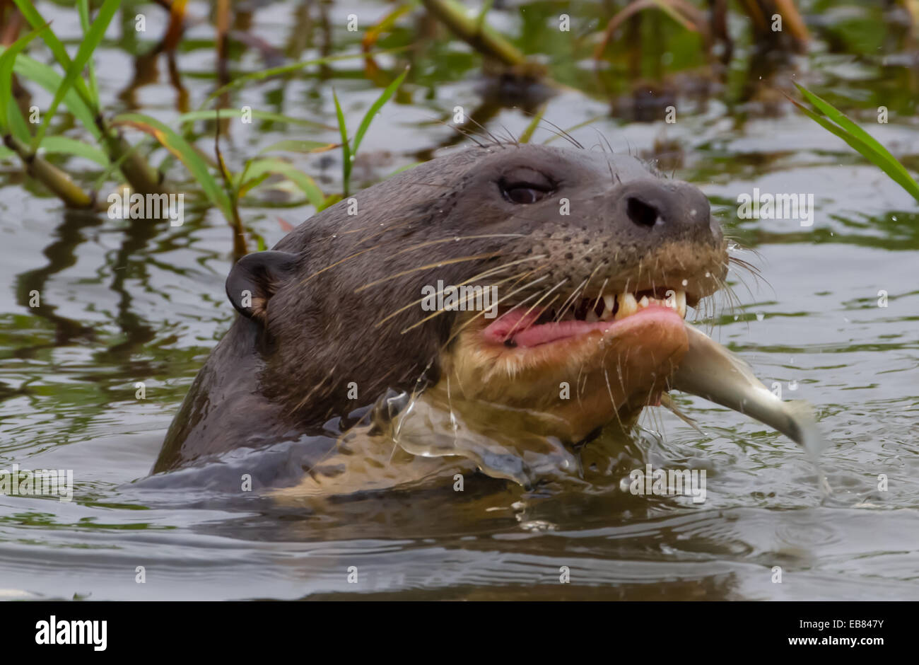 Riesen-Fluss-Otter (Pteronura Brasiliensis) aka Ariranha im Pantanal, Bundesstaat Mato Grosso, Brasilien Stockfoto