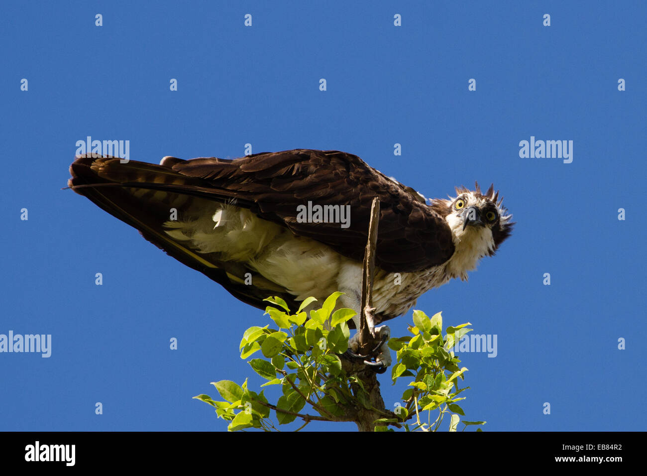 Fischadler (Pandion Haliaetus) thront auf Baum Stockfoto