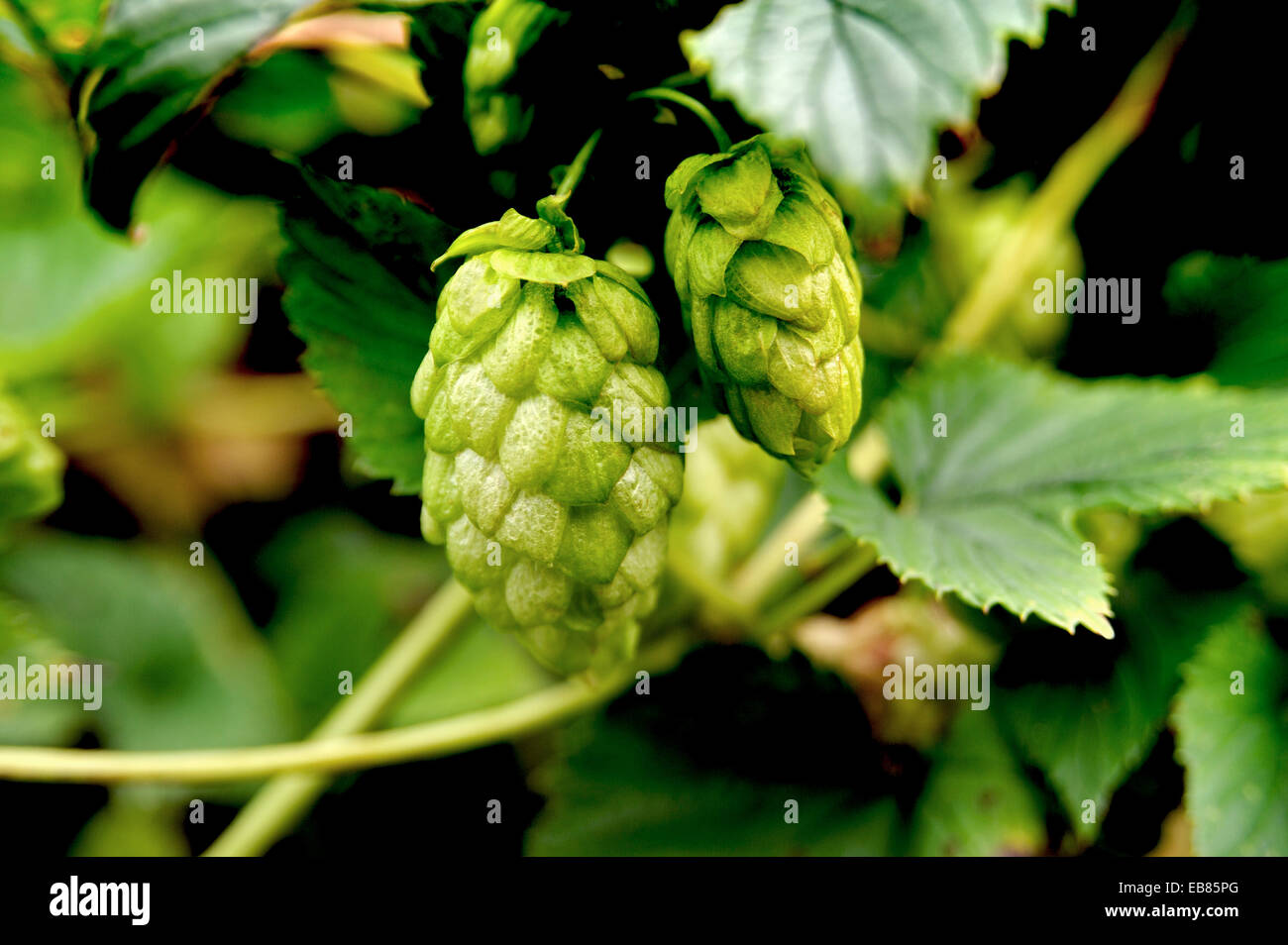 FRISCHEM HOPFEN WÄCHST IN EINE HECKE IN DEVON, ENGLAND Stockfoto