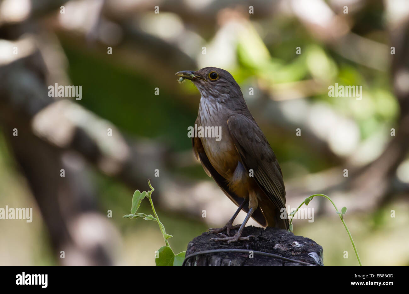 Rufous-bellied Drossel (Turdus Rufiventris) im Pantanal, Brasilien Stockfoto