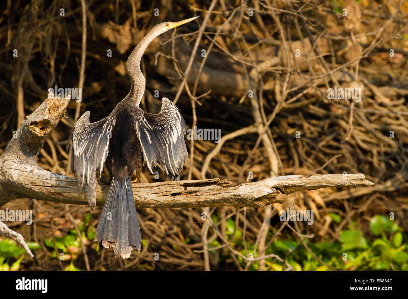 Anhinga (Anhinga Anhinga) oder Snakebird Stockfoto