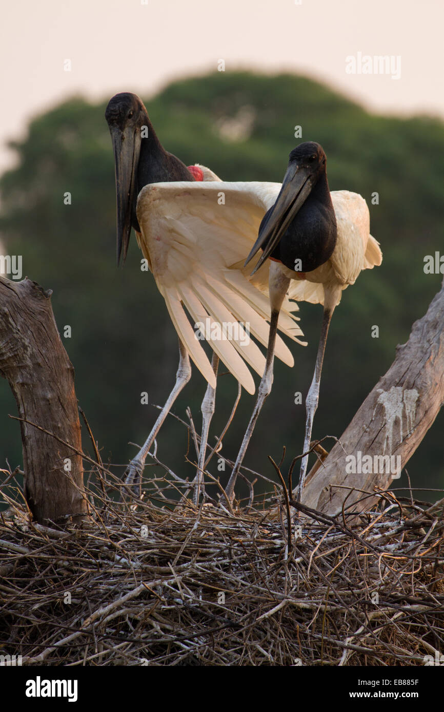 Jabiru-Storch (Jabiru Mycteria) Stockfoto