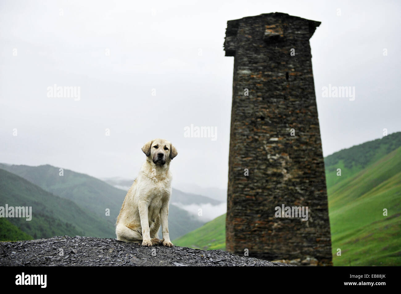 Kaukasischer Schäferhund mit Svan Turm in Ushguli Dorf, obere Swanetien Region in Georgien Stockfoto