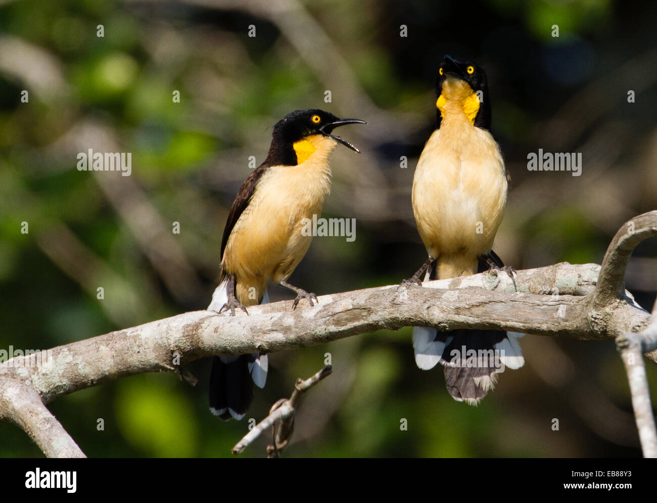 Schwarz-capped Donacobius (Donacobius Atricapilla) Stockfoto