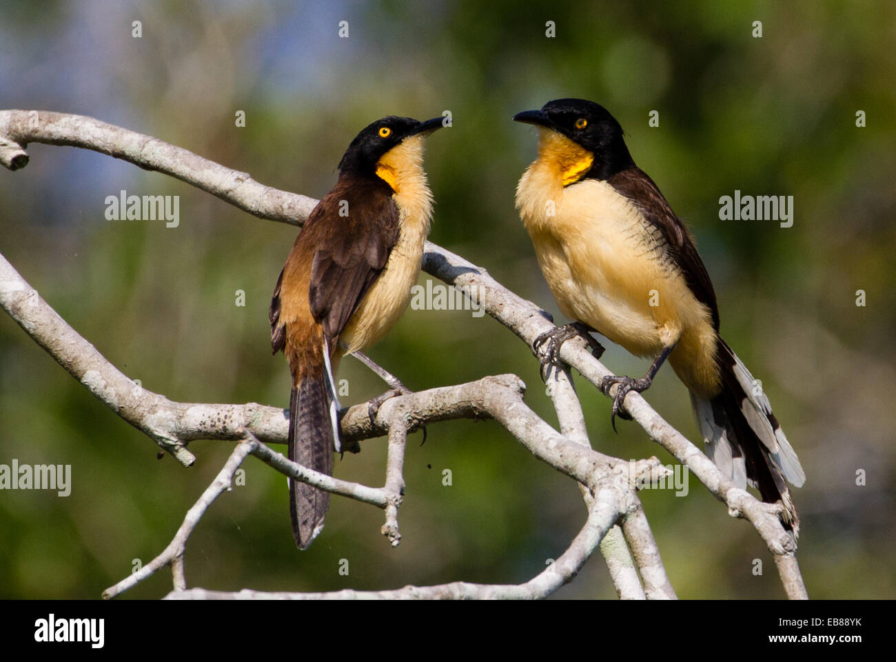 Schwarz-capped Donacobius (Donacobius Atricapilla) Stockfoto