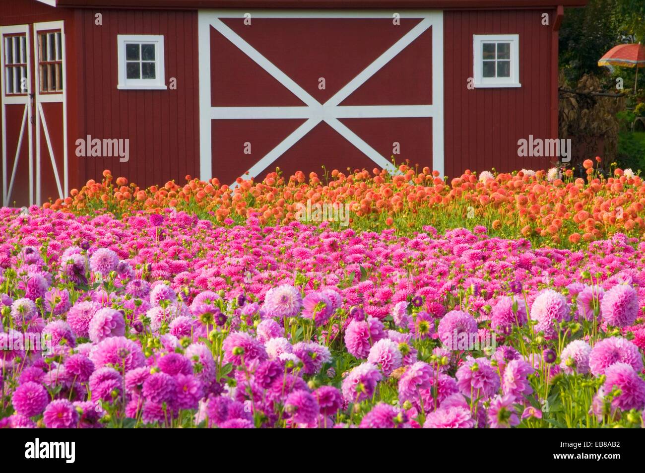 Dahlie Feld mit Scheune, Swan Island Dahlien, Clackamas County, OR, USA Stockfoto
