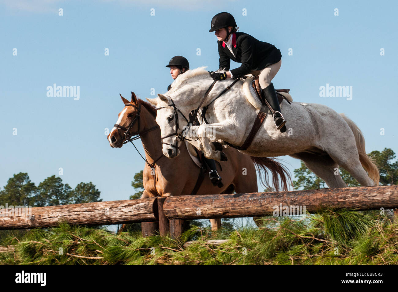 Southern Pines, North Carolina, USA. 27. November 2014. Eine Reiterin und ihr Pferd klar den ersten Sprung während der 100. jährliche Segnung der Hunde bei Buchan Field. Veranstaltet von der Moore County Hounds Jagdverein, ist das Ereignis Thanksgiving-Tradition im Moore County. Fahrer erweisen sich in traditionellen formalen Jagd Kleidung - die Männer und Mitarbeiter Mitglieder in roten Jagdjacken oder '' Pinks'' und die Damen in schwarzen Jacken - für eine der ältesten Jagden in der Nation. Penn-MaryDel Hunde sind ein privat geführtes Pack stammt aus 1914. Bildnachweis: ZUMA Press, Inc./Alamy Live-Nachrichten Stockfoto