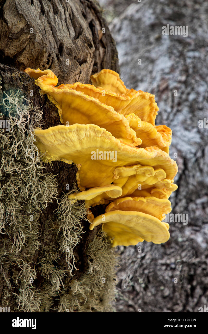 Schwefel Shelf Conk, Coastal Live Oak. Stockfoto