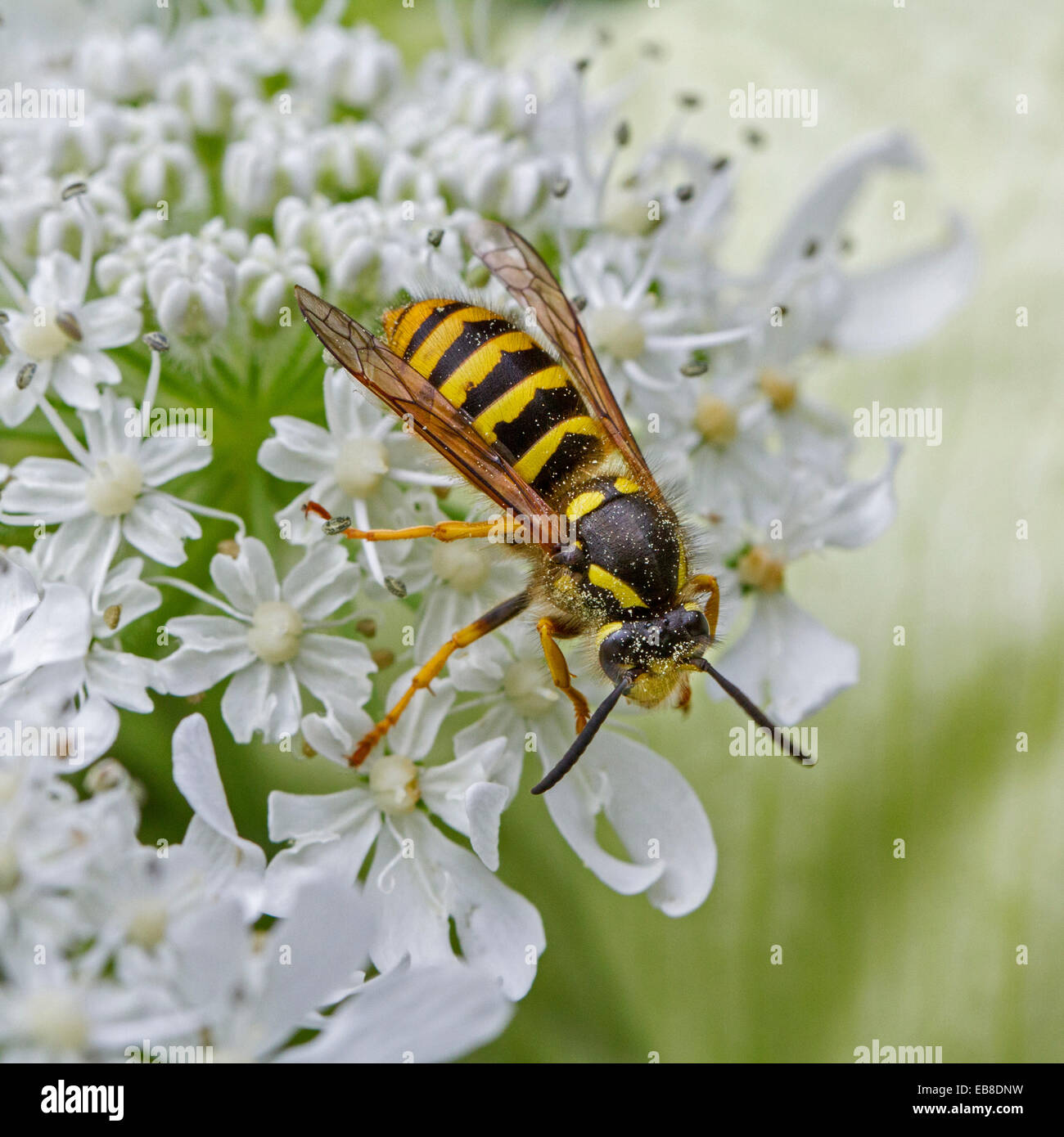Mittlere Wespe (Dolichovespula Media) auf Blume Stockfoto