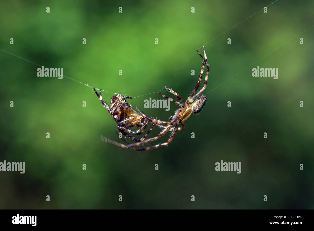 Europäischen Garten Spinnen / diadem Spider / Kreuz Spinne / Kreuz Orbweaver (Araneus Diadematus), männliche sich nähernden Weibchen umwerben Stockfoto
