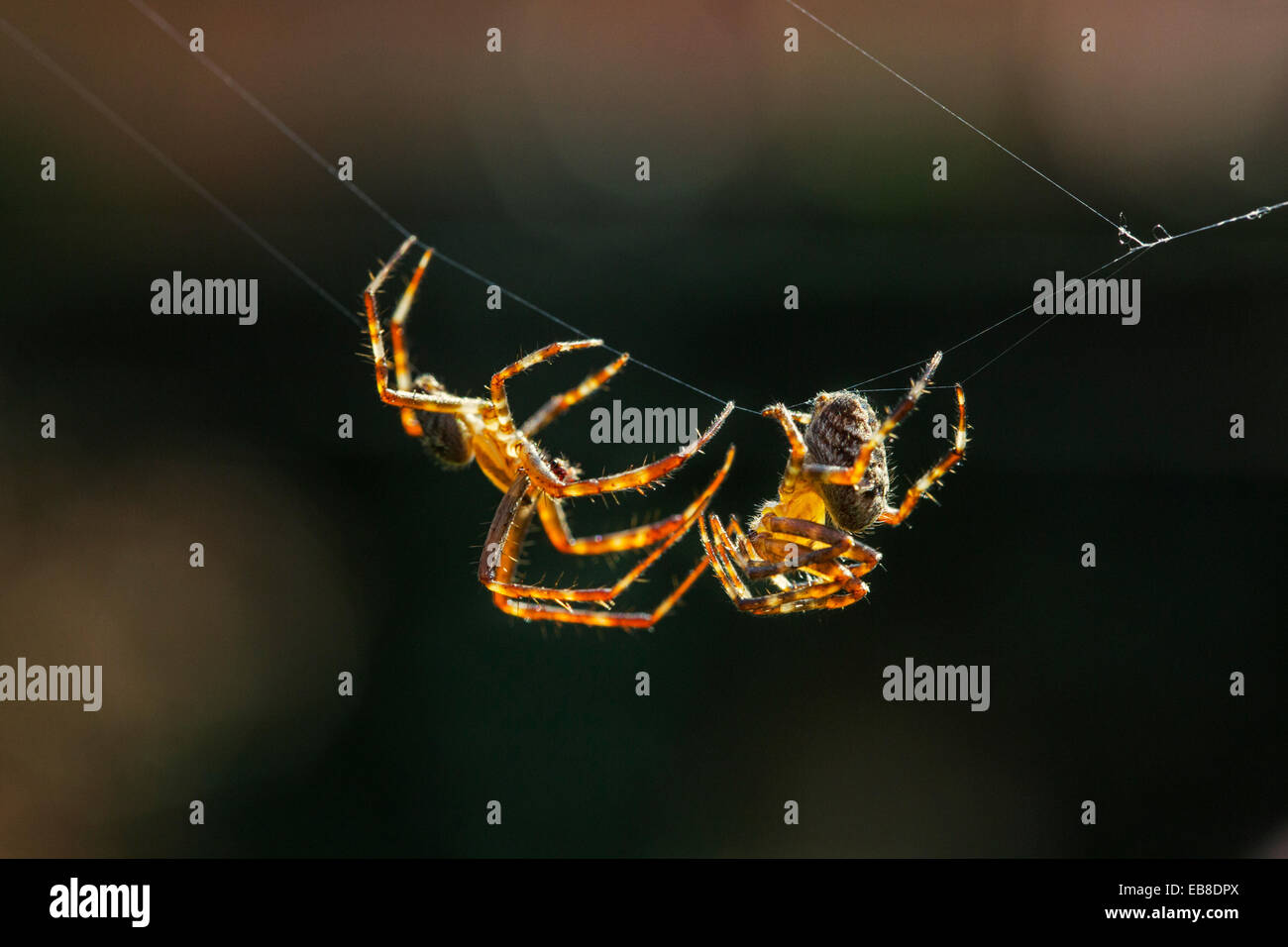 Europäischen Garten Spinnen / diadem Spider / Kreuz Spinne / Kreuz Orbweaver (Araneus Diadematus), männliche sich nähernden Weibchen umwerben Stockfoto