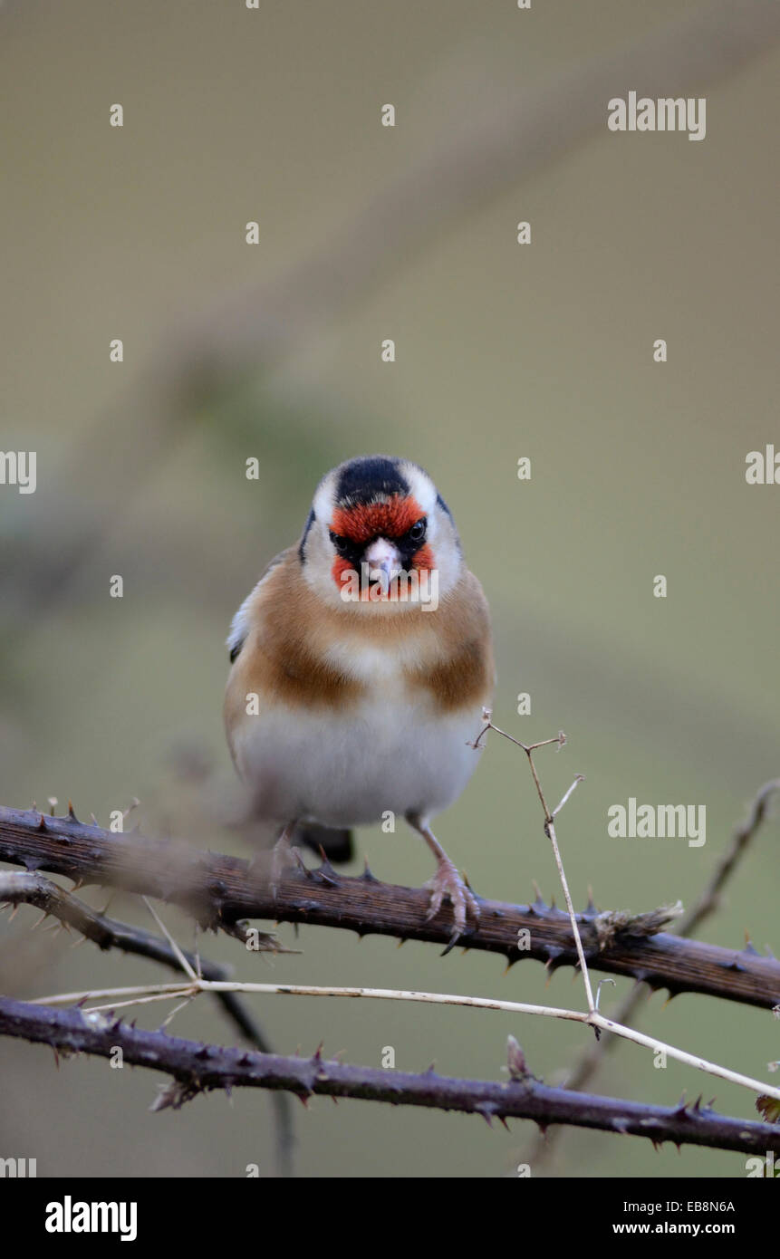 Ein Stieglitz auf eine Brombeere UK Stockfoto