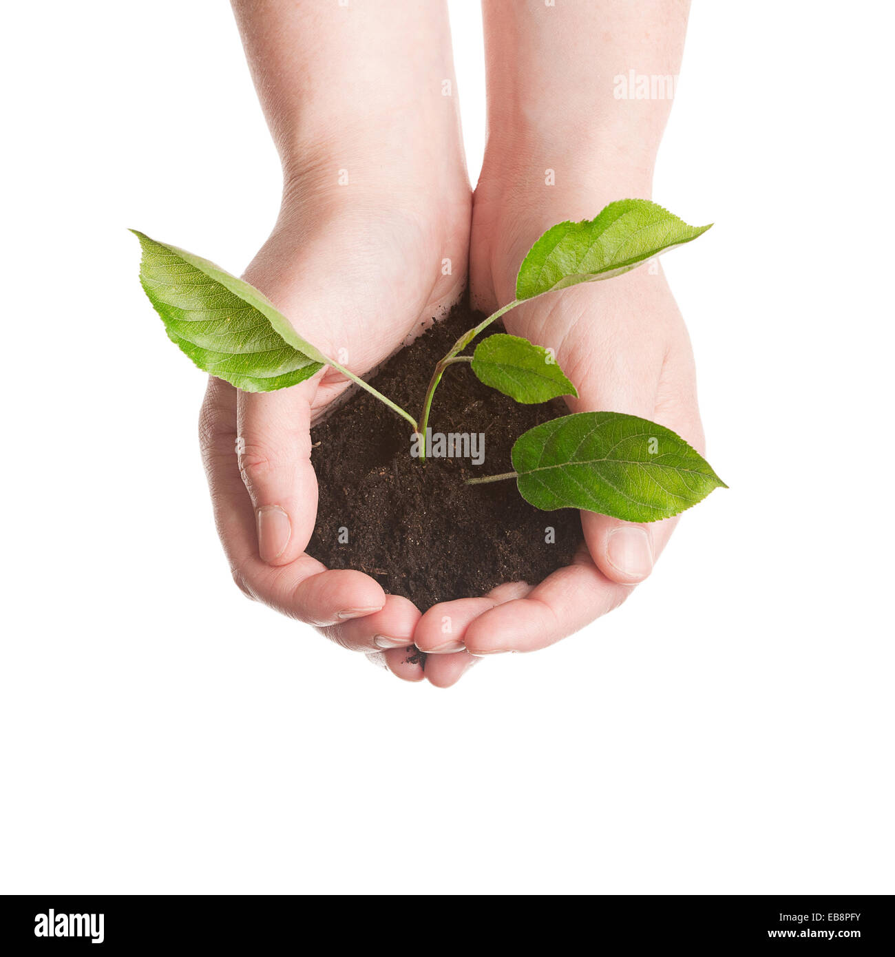 Pflanzen Sie in einer Hand isoliert auf weißem Hintergrund Stockfoto