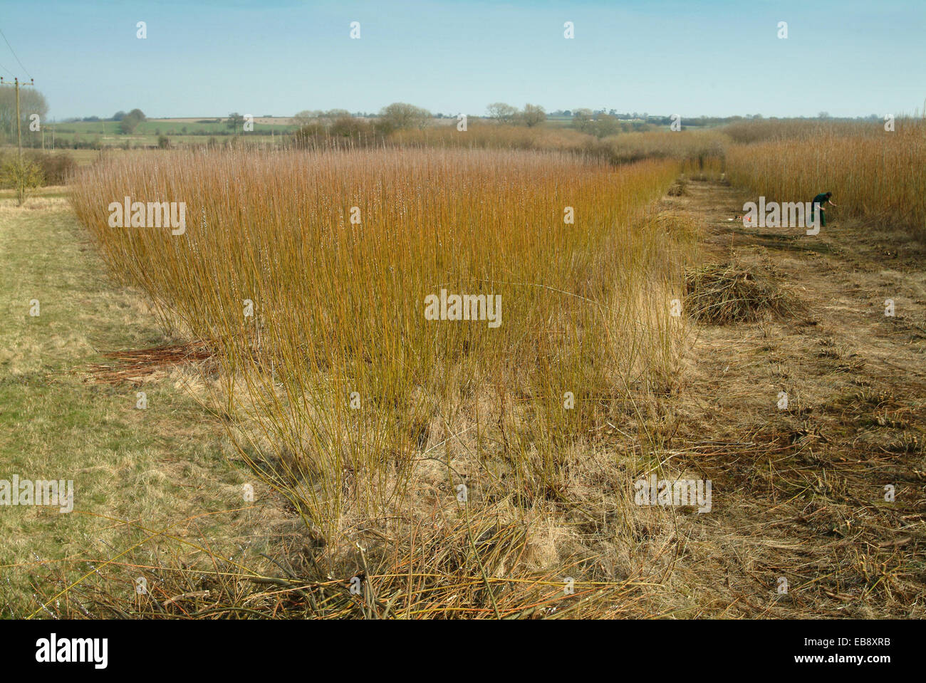 Erneuerbare Energien Produktion Anbau und Ernte von Weiden in Wiltshire Stockfoto