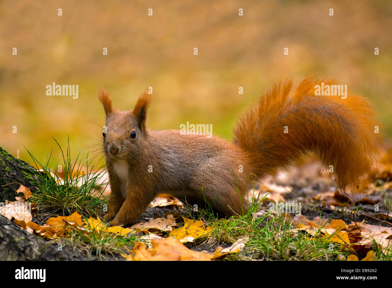 Eichhörnchen Stockfoto