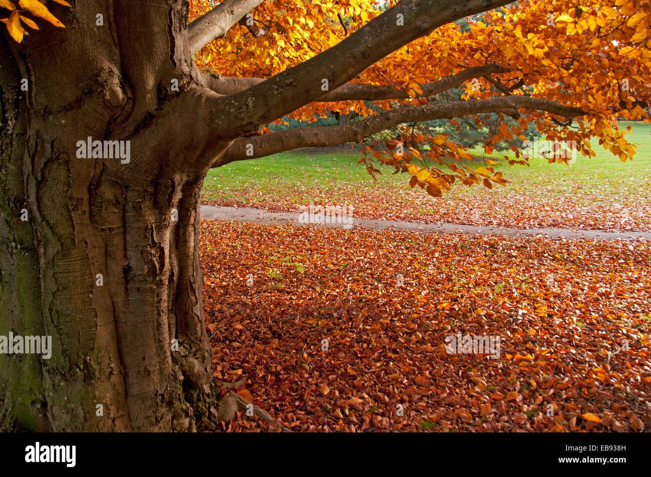 großer Baum mit roten Blätter, Herbst Szene, Park de Bude, Genf, Schweiz  Stockfotografie - Alamy