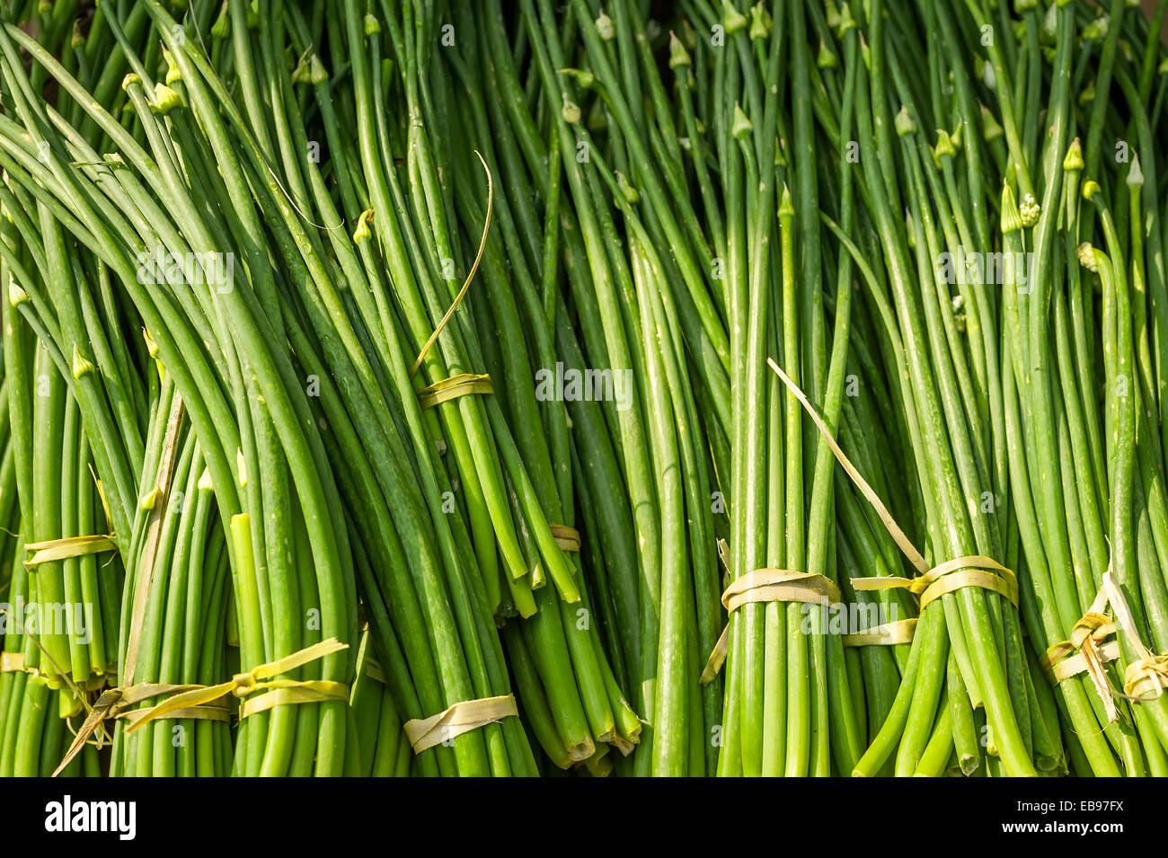 Bio-Knoblauch Sprossen zum Verkauf an Outdoor-asiatischen Markt. Essen-Hintergrund Stockfoto