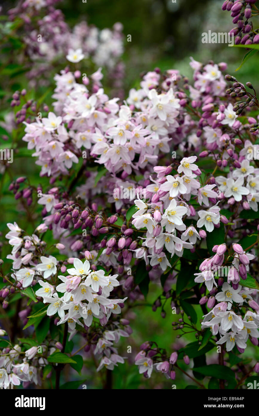 Deutzie X rosea Blumen Deutzias Sommer Closeup weiß rosa blühende
