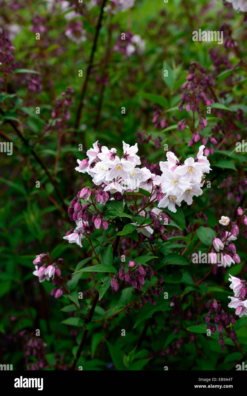 Deutzia rosea flowers deutzias summer Fotos und Bildmaterial in hoher
