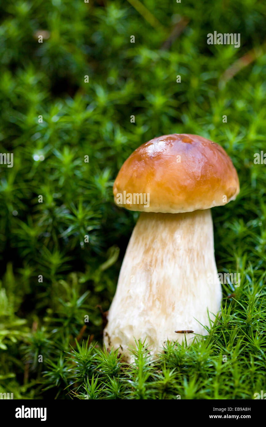 Wenig Steinpilze auf dem Hintergrund von grünem Moos in die wilde, natürliche Umgebung Stockfoto