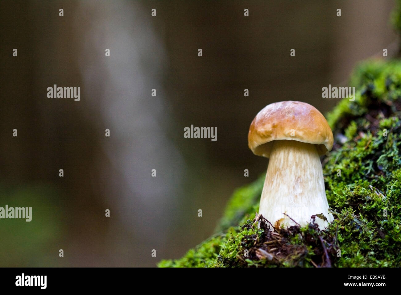 Wenig Steinpilze auf dem Hintergrund von grünem Moos in natürlicher Umgebung Stockfoto