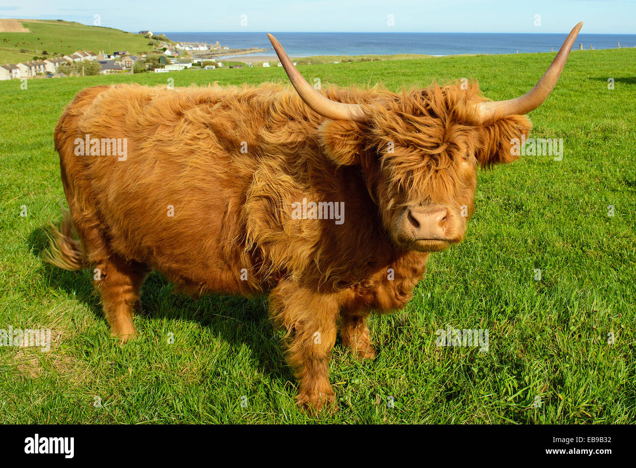 Highland Cow Banffshire Schottland Stockfoto