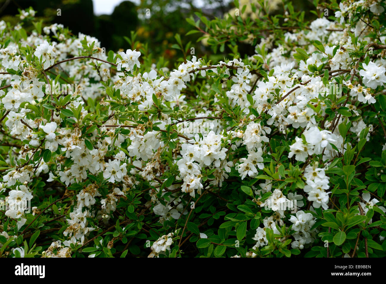 Exochorda X macrantha die Braut weiße Blume Blumen blühende Sträucher