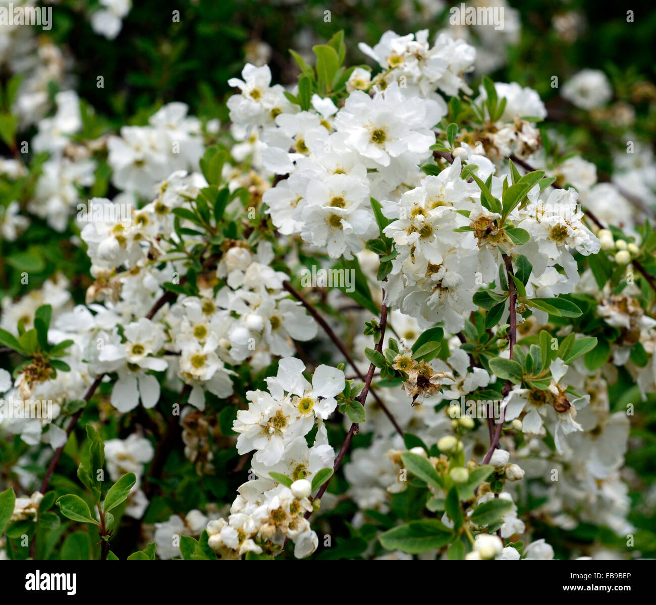 Exochorda X macrantha die Braut weiße Blume Blumen blühende Sträucher