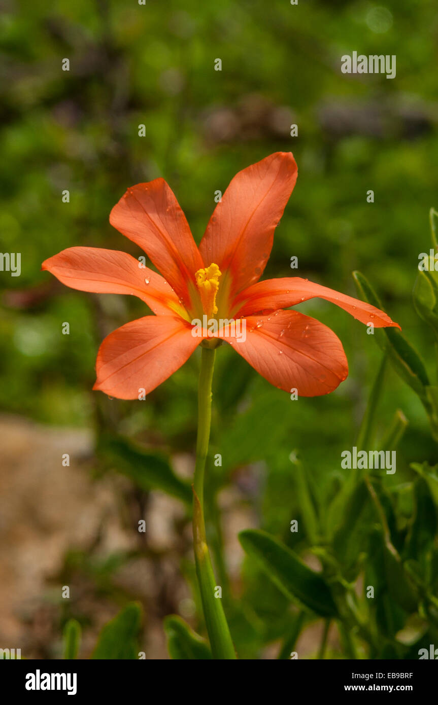 Hemerocallis Fulva, Graben Lily in Leeuwin Naturaliste NP, WA, Australien Stockfoto