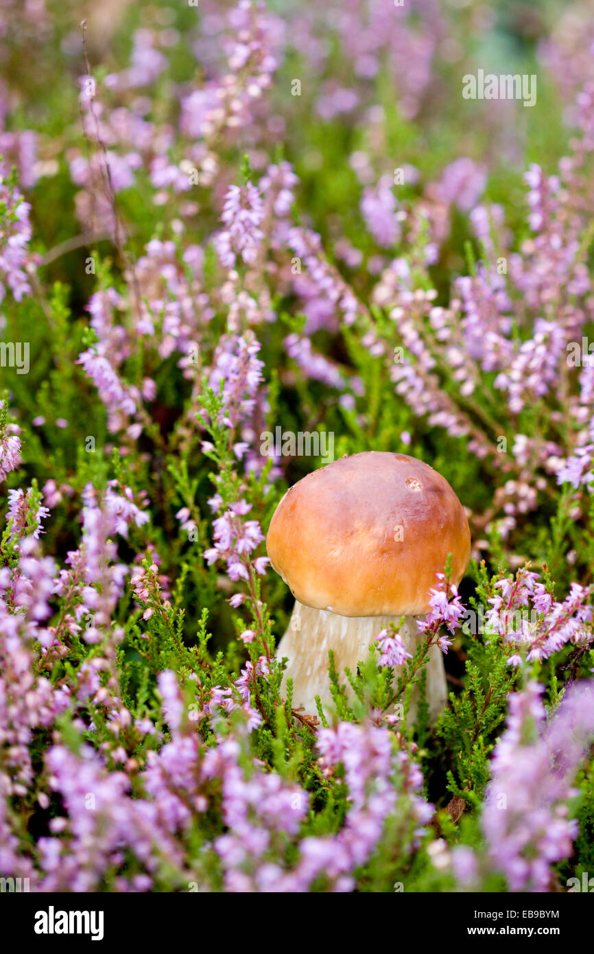 Kleine Steinpilze auf dem Hintergrund der violette Heidekraut in freier Wildbahn Stockfoto