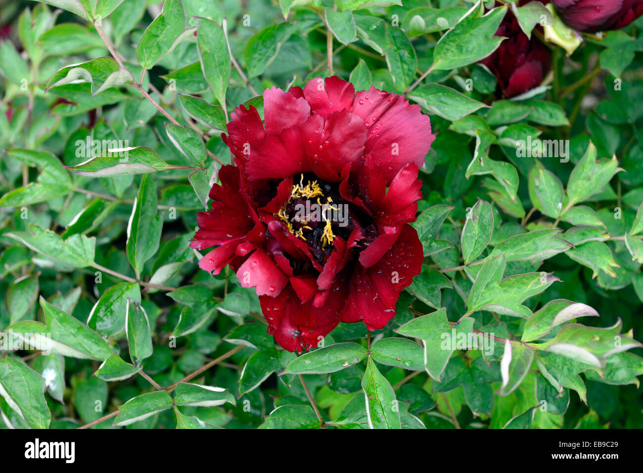 Paeonia Rockii Zi Guan Yu Zhu rote Blumen Baum Pfingstrose Pfingstrosen duftenden Sommer Blume Blüte Blüte blüht RM Floral Stockfoto