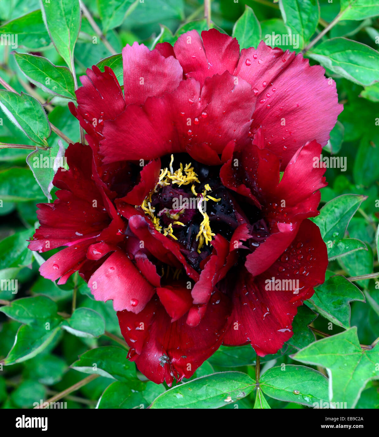Paeonia Rockii Zi Guan Yu Zhu rote Blumen Baum Pfingstrose Pfingstrosen duftenden Sommer Blume Blüte Blüte blüht RM Floral Stockfoto