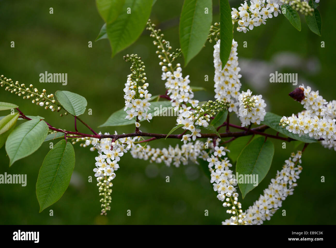 Prunus Padus Watereri AGM Vogel Kirschbaum weiße Blumen spike