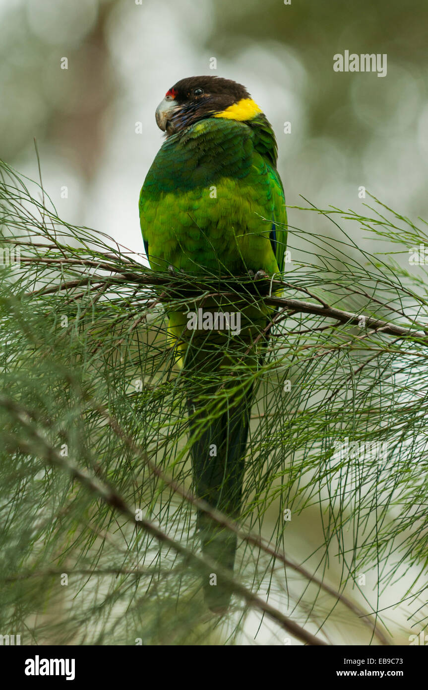 Achtundzwanzig Papagei, Barnardius Zonarius Semitorquatus in Gloucester NP, WA, Australien Stockfoto