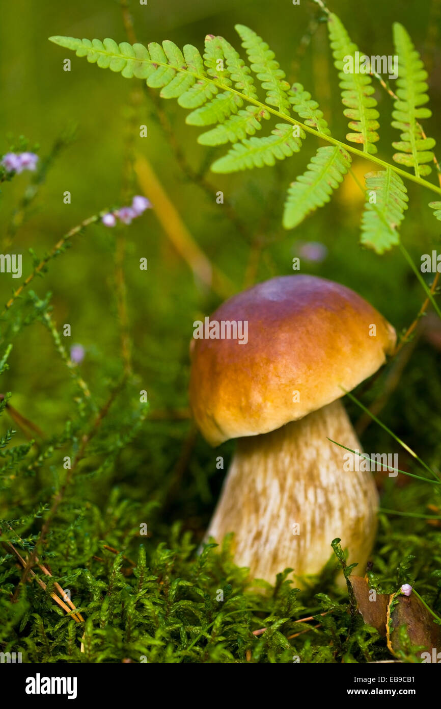 Kleine Steinpilze in den wilden Wald, Natur closeup Stockfoto