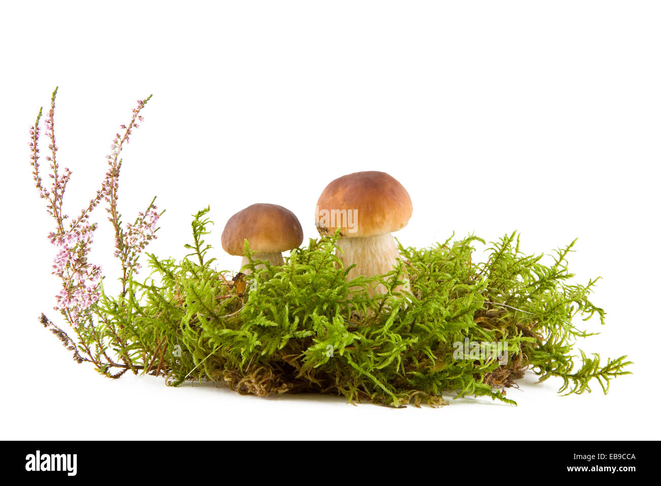 Zwei frische Pilze in ein grünes Moos und Heidekraut, die isoliert auf weißem Hintergrund Stockfoto