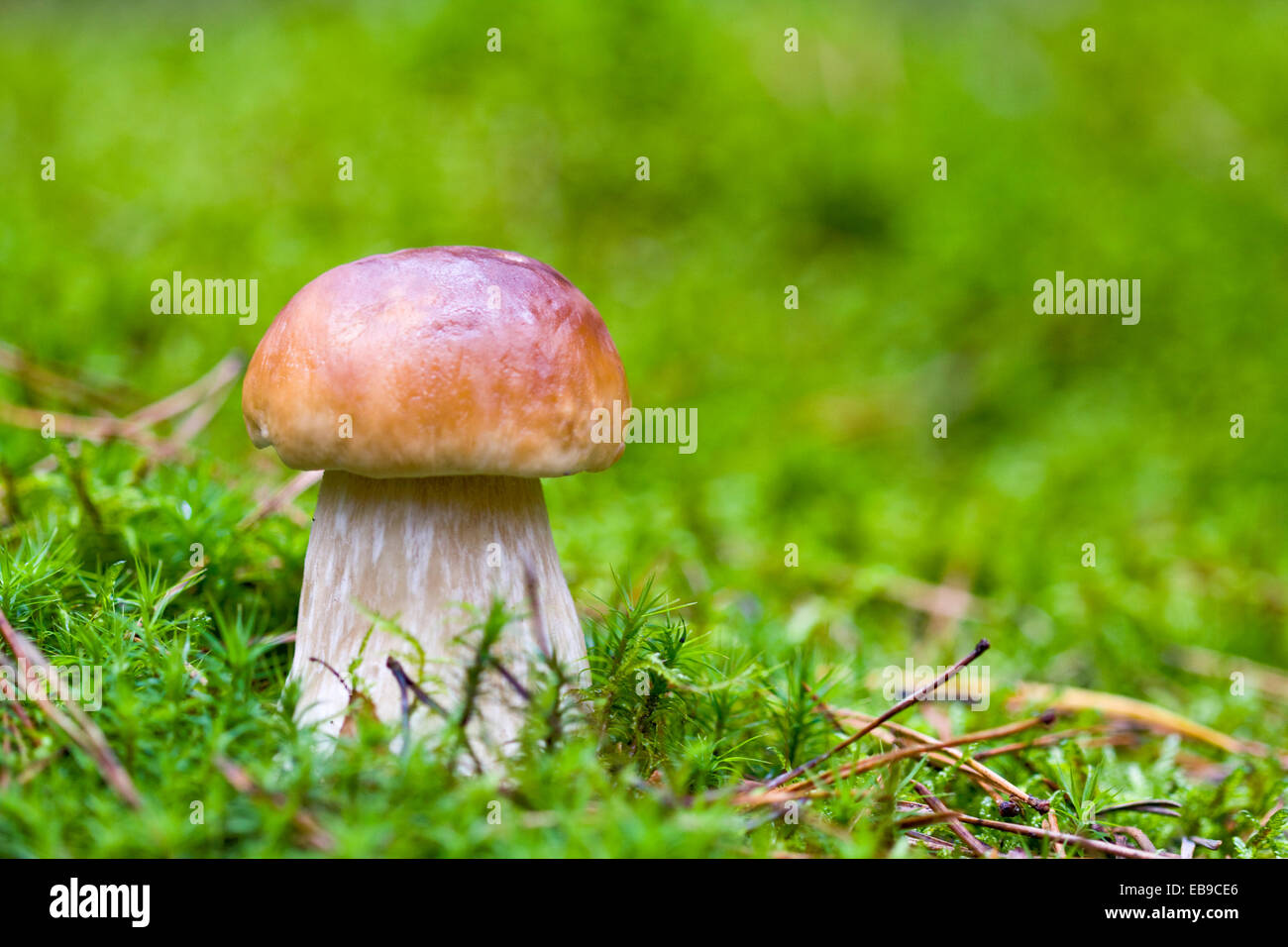 Wenig Steinpilze auf dem Hintergrund von grünem Moos in freier Wildbahn Stockfoto