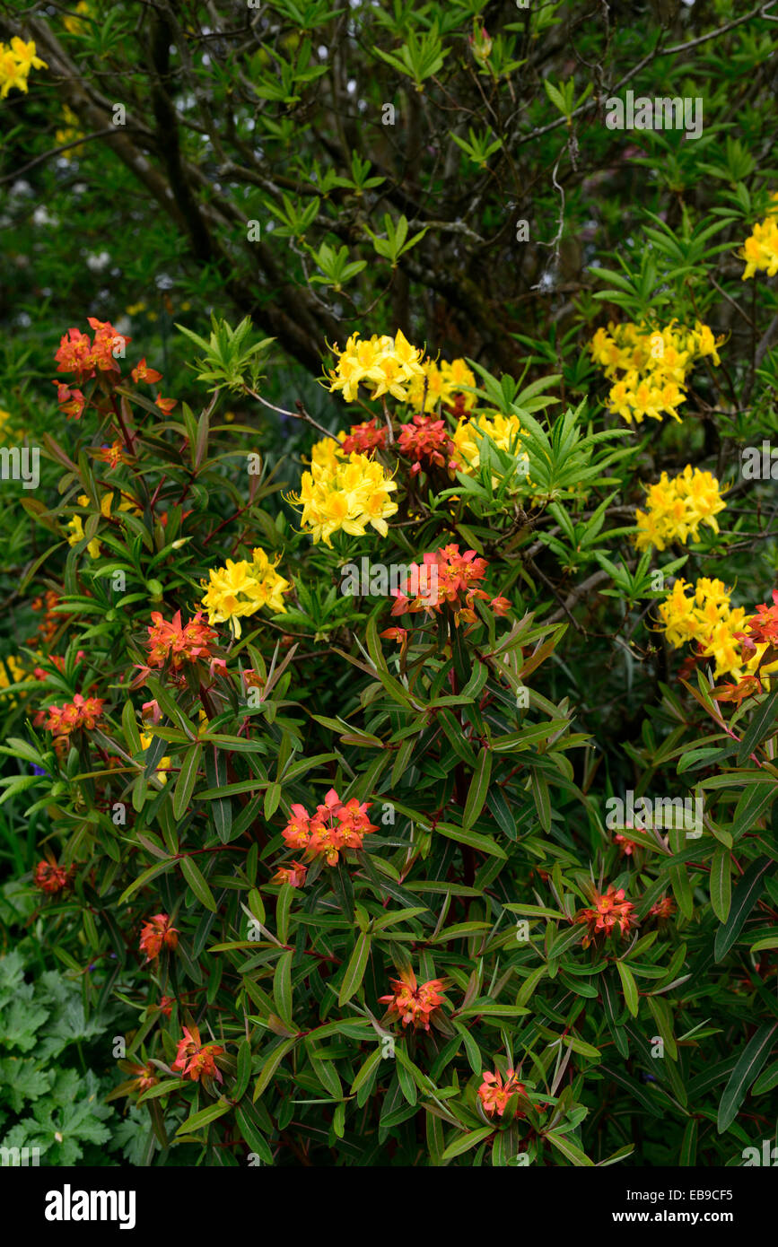 Rhododendron Luteum Euphorbia Fireglow gelb orange Farbe Kombination Bepflanzung Schema Frühling Farbton Schatten schattige Holz Stockfoto