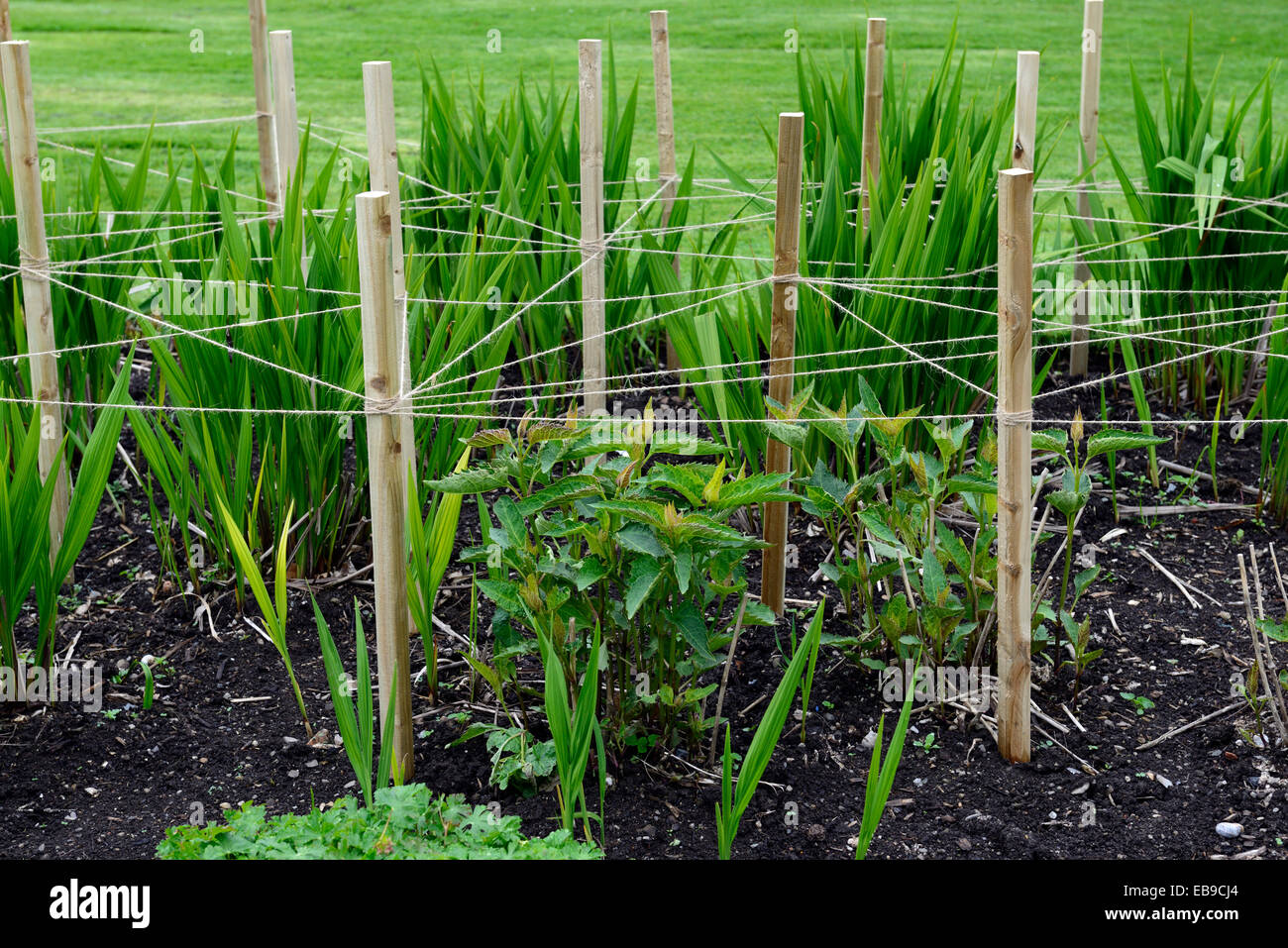 Holz Holzpfahl abgesteckt, dass String-Support unterstützt die Pflanze Pflanzen Rahmen Garten Gartenarbeit unterstützen Plan Planung RM Floral Stockfoto