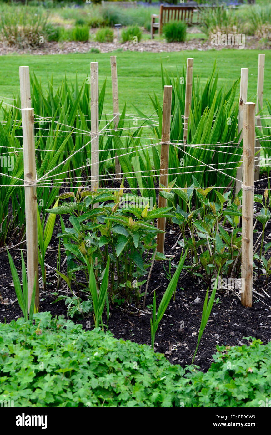Holz Holzpfahl abgesteckt, dass String-Support unterstützt die Pflanze Pflanzen Rahmen Garten Gartenarbeit unterstützen Plan Planung RM Floral Stockfoto